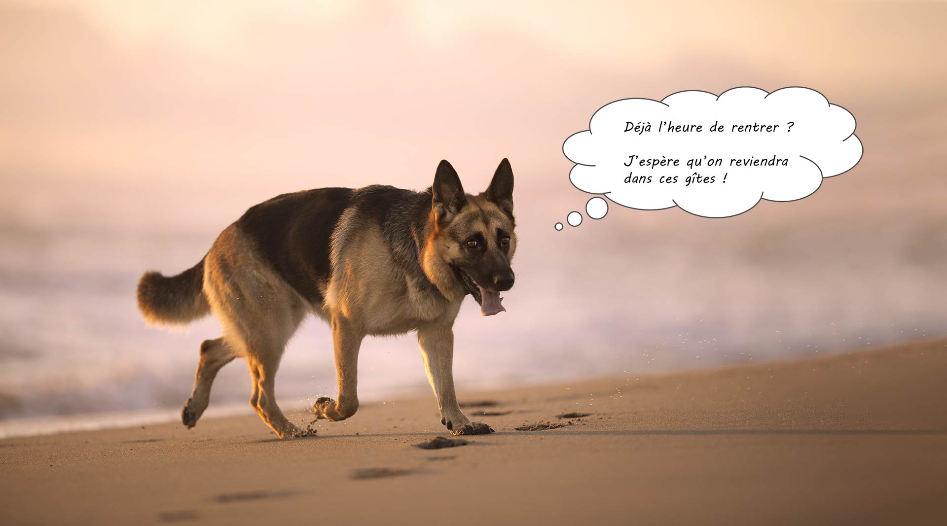 Berger Allemand sur la plage qui aimerait bien rester un peu plus avant de rentrer dans les gîtes