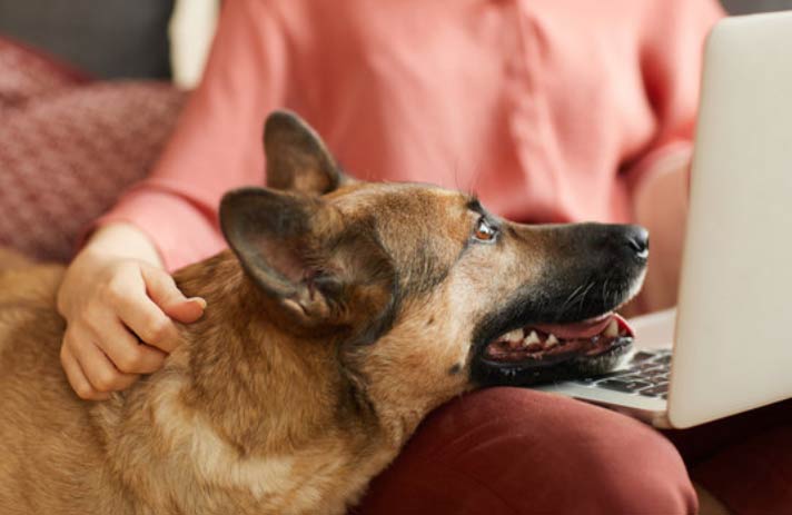 Mon chien a décidé de m'aider à trouver des gîtes en Vendée sur mon ordinateur portable